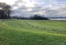 Minder schade aan dijken door honden en muizen, beverschade neemt lichtjes toe