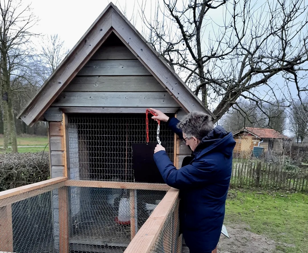 af hebben Diverse venijn Vrijwilligers maken kippenren voor wijkboerderij de Schellerhoeve -  ZwolleZuidNieuws