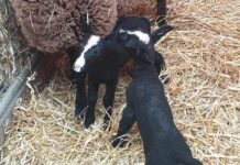 Nieuw leven op wijkboerderij de Schellerhoeve