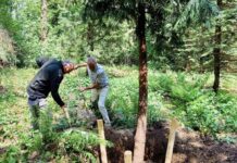 Bijzondere boom geplant in verborgen naaldbomenverzameling Zandhove