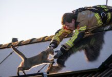 Coco (1) brengt zich opnieuw in de problemen, brandweer schiet te hulp