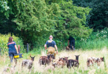 Brandweer bevrijdt schaap uit afrastering aan Oude Veerweg